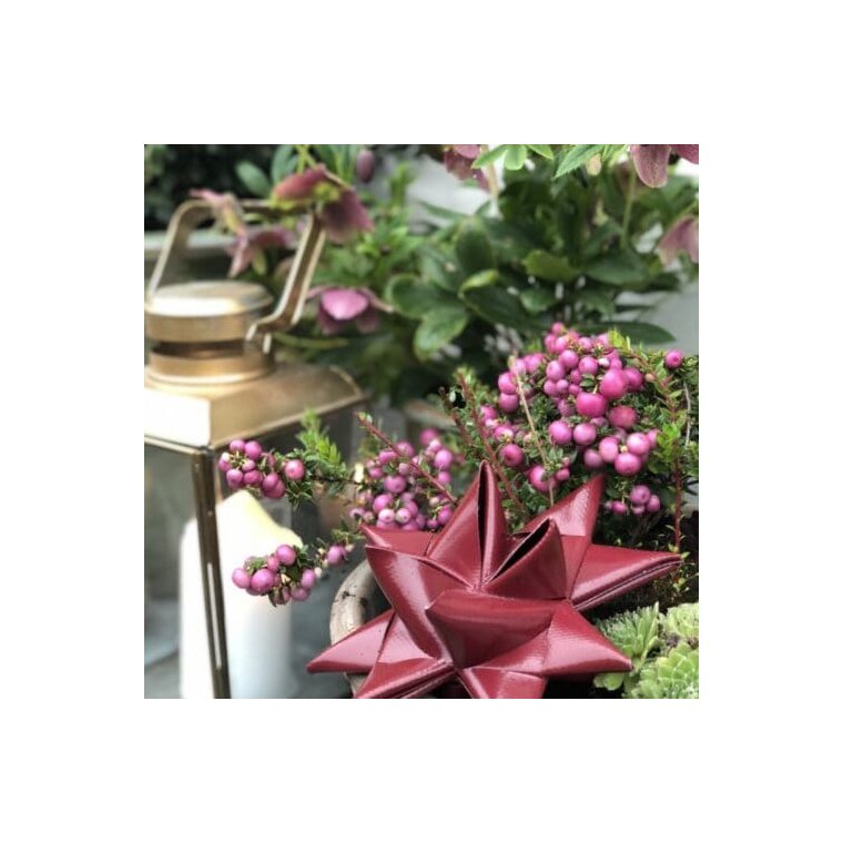 Stjernefabrikken - Bordeaux julestjerne